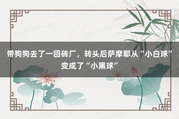 带狗狗去了一回砖厂，转头后萨摩耶从“小白球”变成了“小黑球”